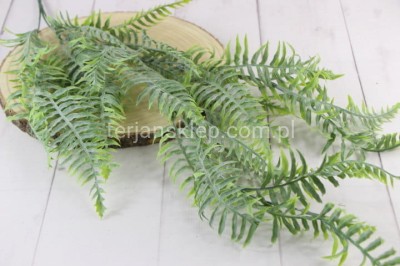 Paprotka plast. ZWIS CV32611  zieleń pudrowana #1