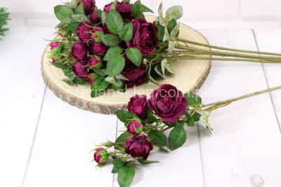 Dzika róża EDEN ROSE (6 gał.) SUN760 burgundy green #3003