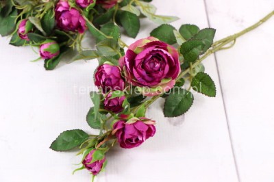 Dzika róża EDEN ROSE (6 gał.) SUN760 beauty green #2207