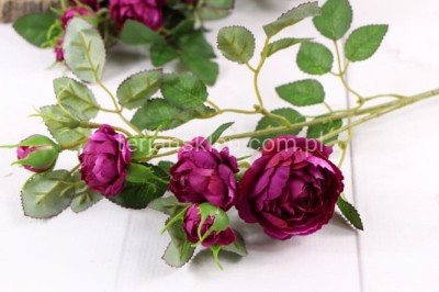 Dzika róża EDEN ROSE (6 gał.) SUN760 sweet fuchsia #3004