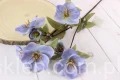23555.JPG