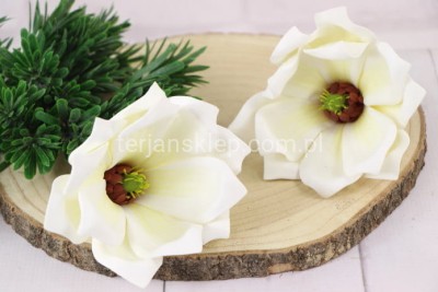 Magnolia wyrobowa PIANKA LY2023 white/cream #1