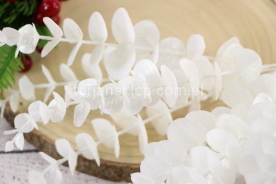 Eukaliptus połyskujący (wiązka 12 szt) XTIK043 white