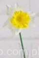 25266.JPG