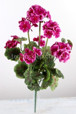 Pelargonie bukiet J103 B c.róż