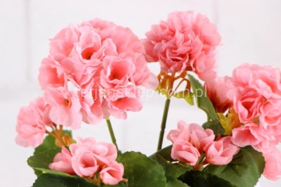 Pelargonie bukiet CK125 salmon