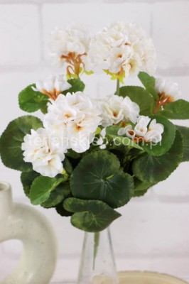 Pelargonie bukiet CK125 cream