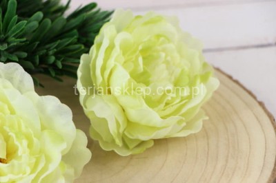Peonia K089 (12 szt) aut green