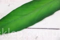 28939.JPG
