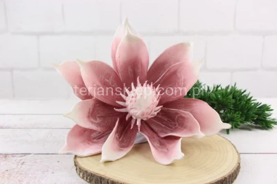 Magnolia pik pianka VIP6601 pink