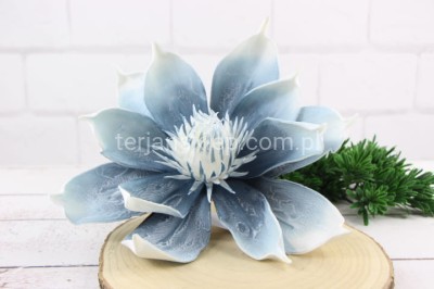 Magnolia pik pianka VIP6601 blue