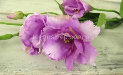 Eustoma gał. SUN345 pink edge lt pink #2388 (j.fiolet)