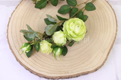 Dzika róża EDEN ROSE (6 gał.) SUN760 green #1584