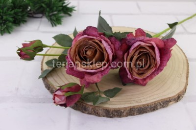 Róża gał. Charlotte (podsuszana) TAJ1001 beauty olive