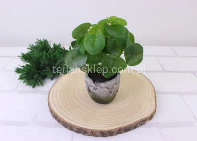 Pieniążek w doniczce YD317 green