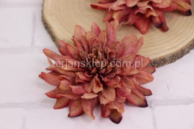 Dalia wyrobowa PODSUSZANA CA999 brown red