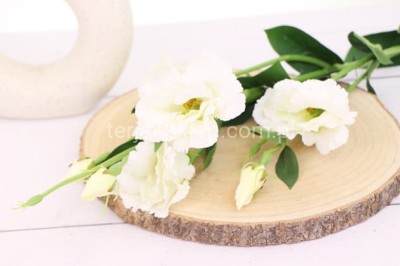 Eustoma gał. SUN345 white #1175 (j.krem)