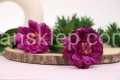 IMG_4700.JPG