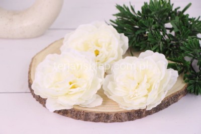 Peonia K089 (12 szt) cream