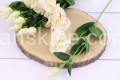 IMG_5861k.JPG