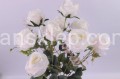 IMG_6054k.JPG