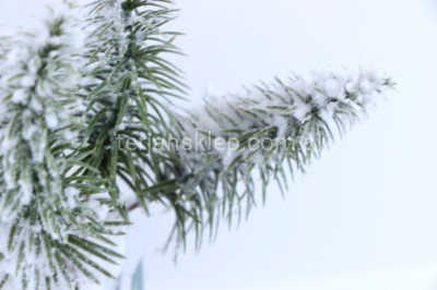 Gałązki ośnieżonei (wiązka 5 szt) CV37105 #3