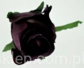1957d541018114a76149520753efc32c53bff088