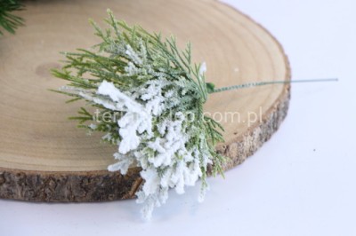 Tuja ośnieżona pik EV347 #2