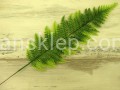 IMG_9054.JPG