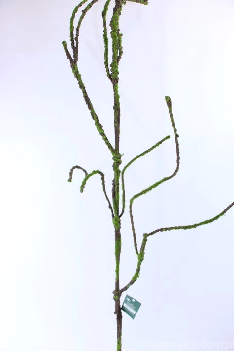 32544.JPG