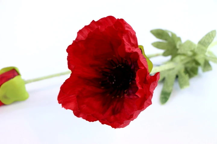 32642.JPG