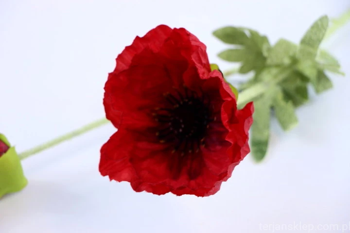 32644.JPG