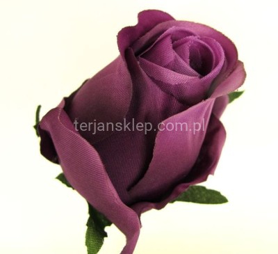 Róża F036 (12 szt) new purple
