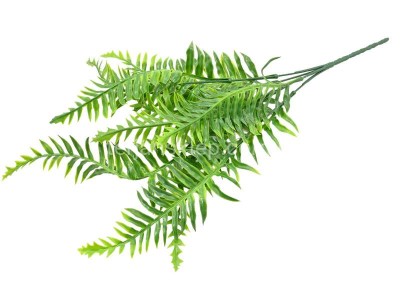 Paproć plast. CV32647