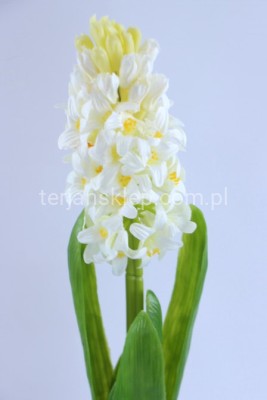 Hiacynt z liśćmi SUN561 white #2321A