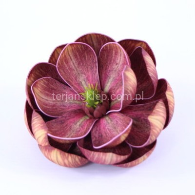 Magnolia wyrobowa PIANKA LY2023 701H orange #11