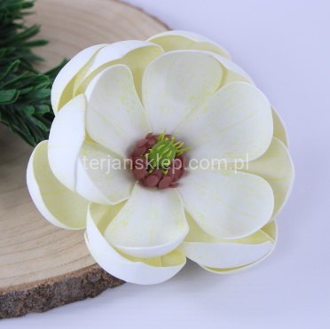 Magnolia wyrobowa PIANKA LY2023 701H cream #1