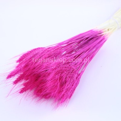 Pszenżyto pęczek fuchsia