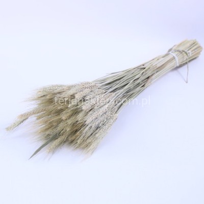 Pszenżyto pęczek natural