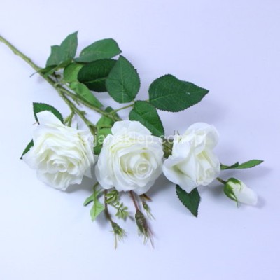 Róża gał. SUN880 white #1583
