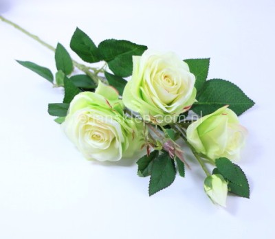 Róża gał. SUN880 lt green edge pink #1960