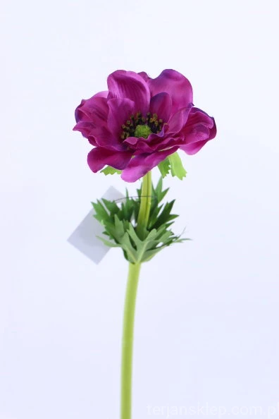 33708.JPG