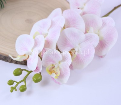 Storczyk gałązka ECO033 powder pink