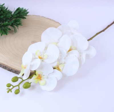 Storczyk gałązka ECO033 white