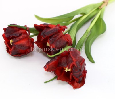 Tulipan papuzi gumowany wiązka CV38971 red black #9