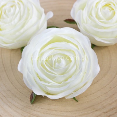 Camelia wyrobowa / pełnik SUN564 (12 szt) new cream #1583