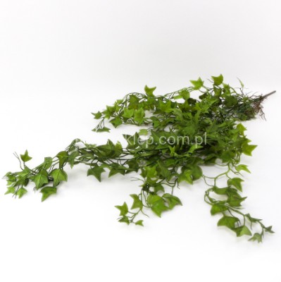 Bluszcz hedera CV38812 soczysta zieleń #2