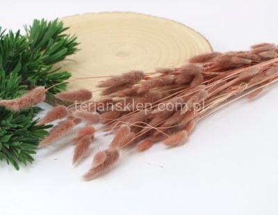 Dmuszek jajowaty LAGURUS pęczek VIP5348 old rose #19