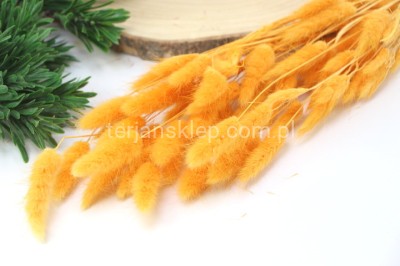 Dmuszek jajowaty LAGURUS pęczek VIP5348 orange #12