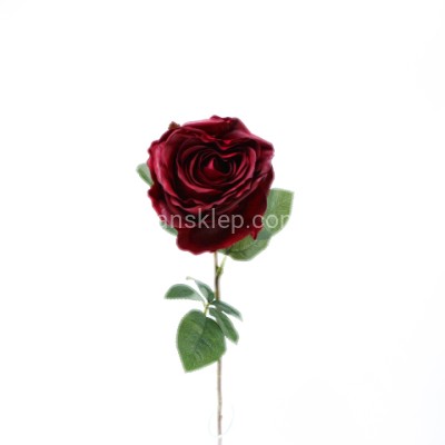 Róża gał. ALICJA TAJ1016 red